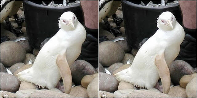 5 Hewan Albino Paling Unik Di Dunia