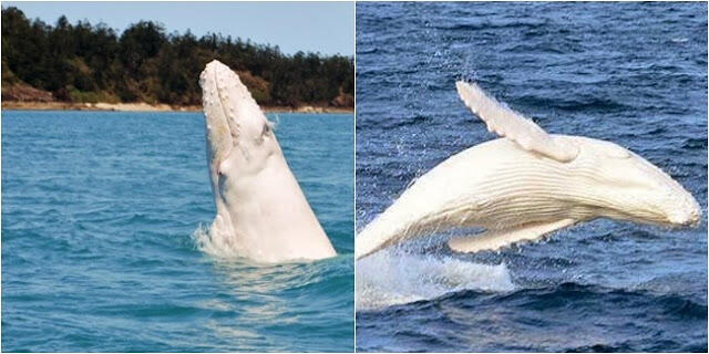 5 Hewan Albino Paling Unik Di Dunia