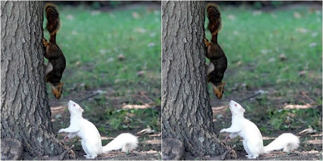 5 Hewan Albino Paling Unik Di Dunia