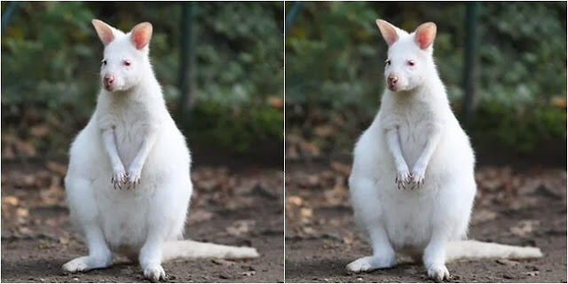 5 Hewan Albino Paling Unik Di Dunia