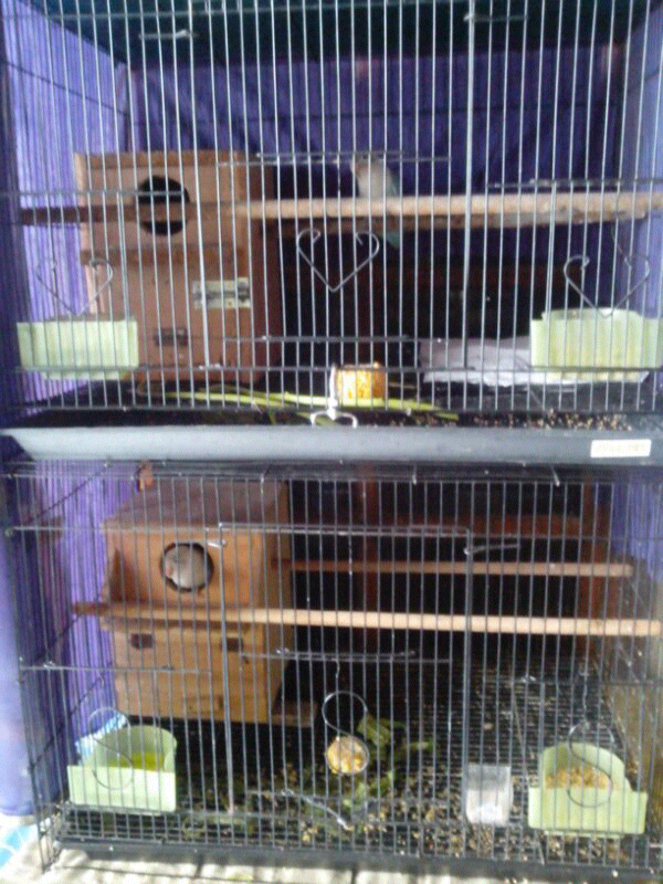 lovebird produksi bawa anak dan ngerem tinggal lanjutin