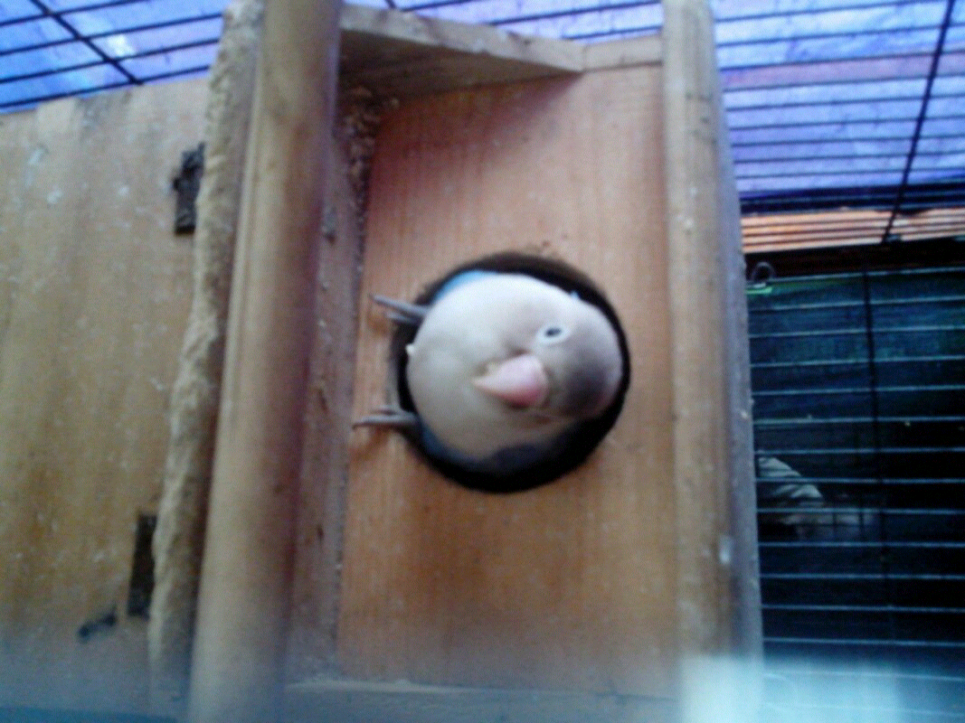 lovebird produksi bawa anak dan ngerem tinggal lanjutin