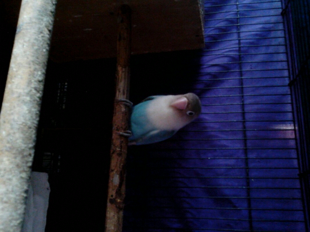 lovebird produksi bawa anak dan ngerem tinggal lanjutin