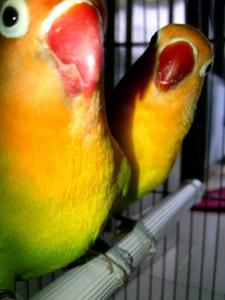 Lovebird sepasang Mumer