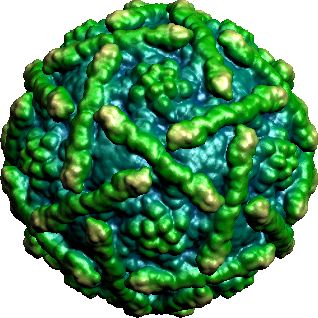 6 Virus Paling Mematikan Bagi Manusia