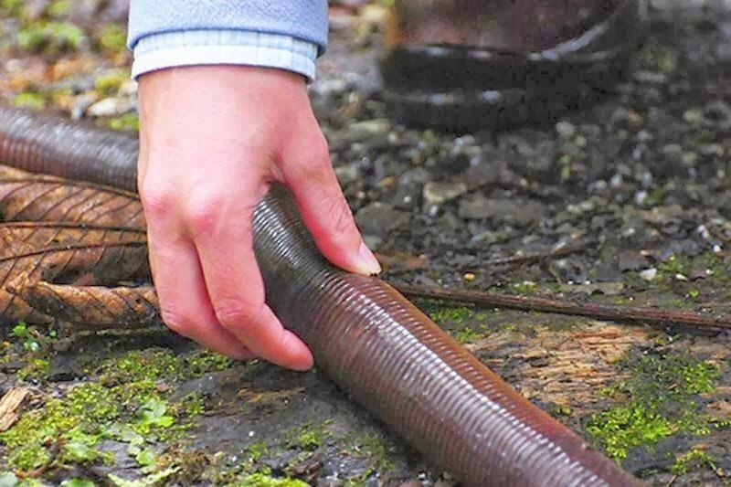 Cacing Raksasa Langka Sepanjang 2 Meter