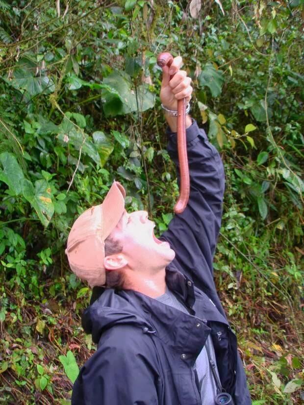 Cacing Raksasa Langka Sepanjang 2 Meter