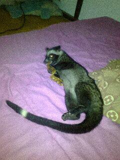 Musang pandan sepasang