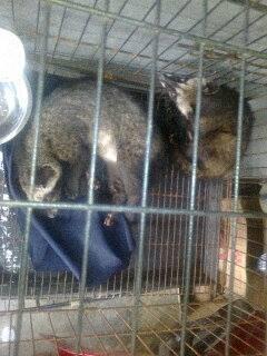 Musang pandan sepasang