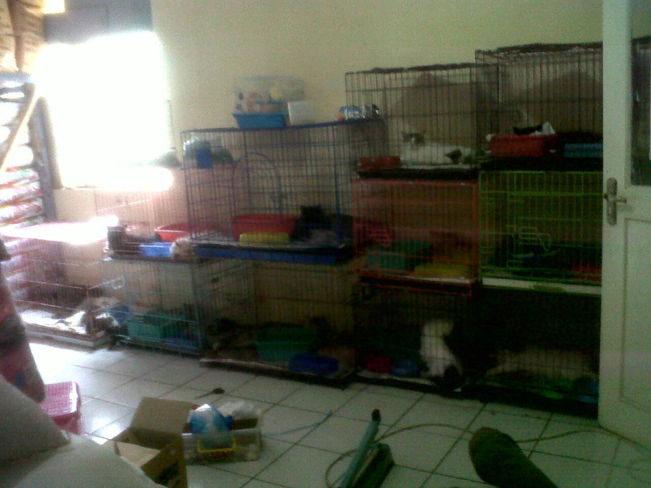 Petone Klinik Dan Petshop MARI MAMPIRRRRRRRRR :-) SOFT OPENING NIY