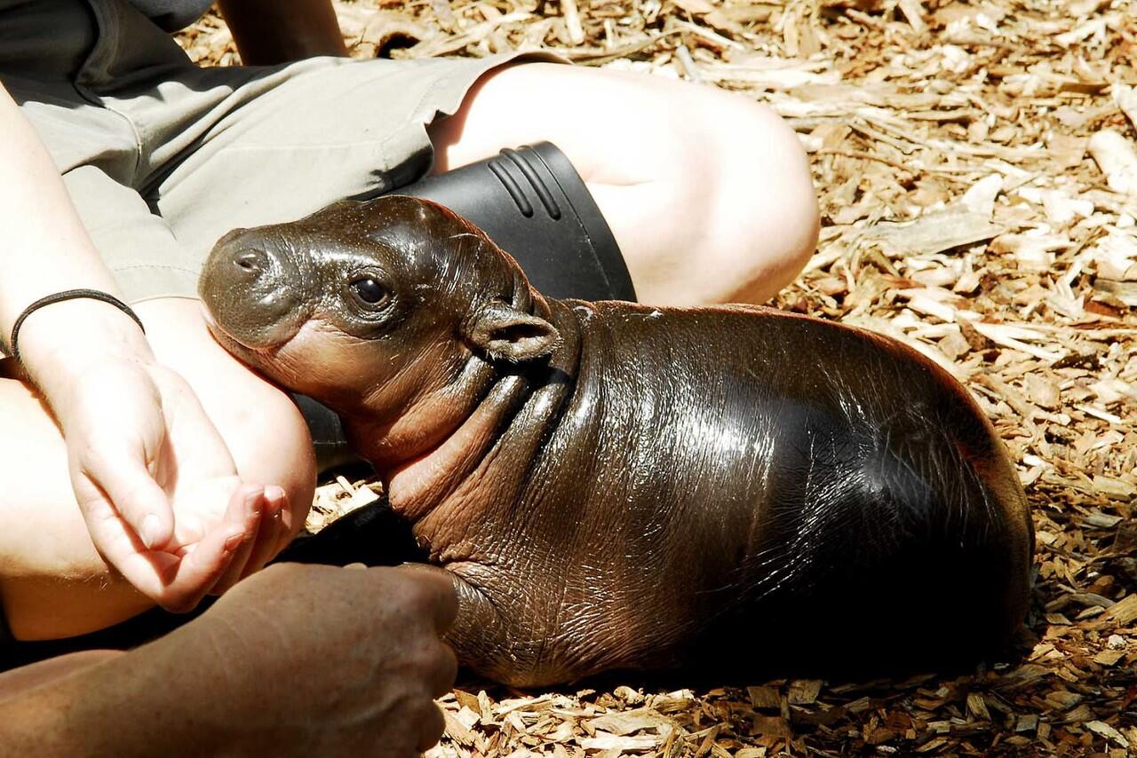 Bayi-bayi kecil binatang yang masih unyu2 Gan - HD PIC