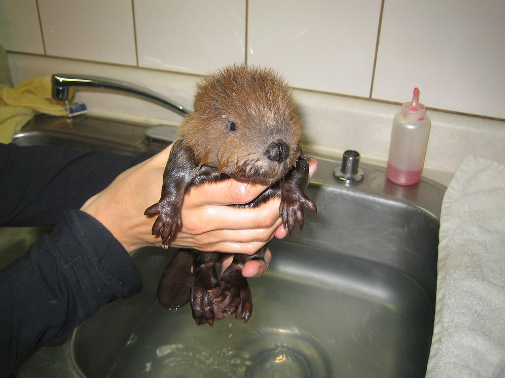 Bayi-bayi kecil binatang yang masih unyu2 Gan - HD PIC