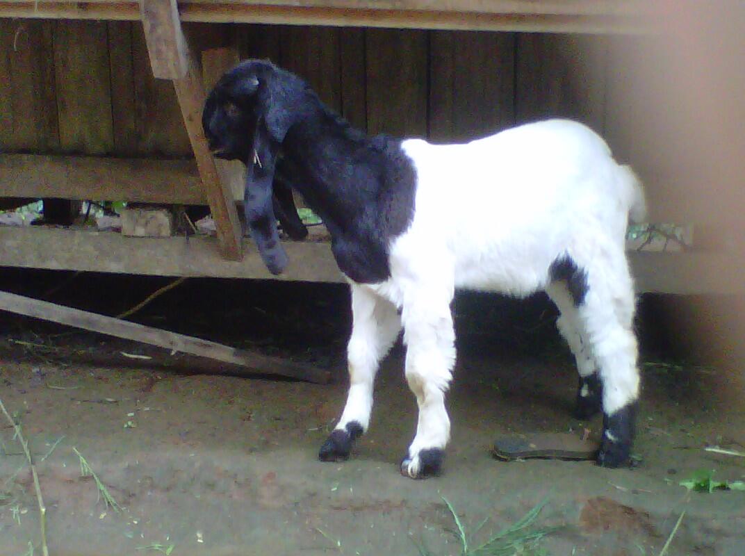 &#91;GEGER&#93; Ibu Ini Melahirkan Seekor Anak Kambing