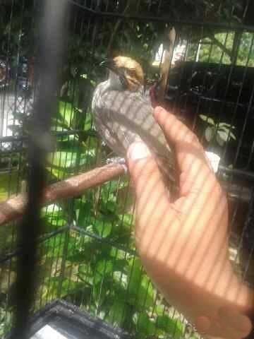 Cucak rowo ropel,murai batu,yorkshire,Anis Merah,Cucak Ijo,Kenari Jambul,Blackhroat