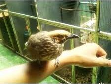 Cucak rowo ropel,murai batu,yorkshire,Anis Merah,Cucak Ijo,Kenari Jambul,Blackhroat
