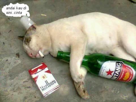 kucing yg patah hati