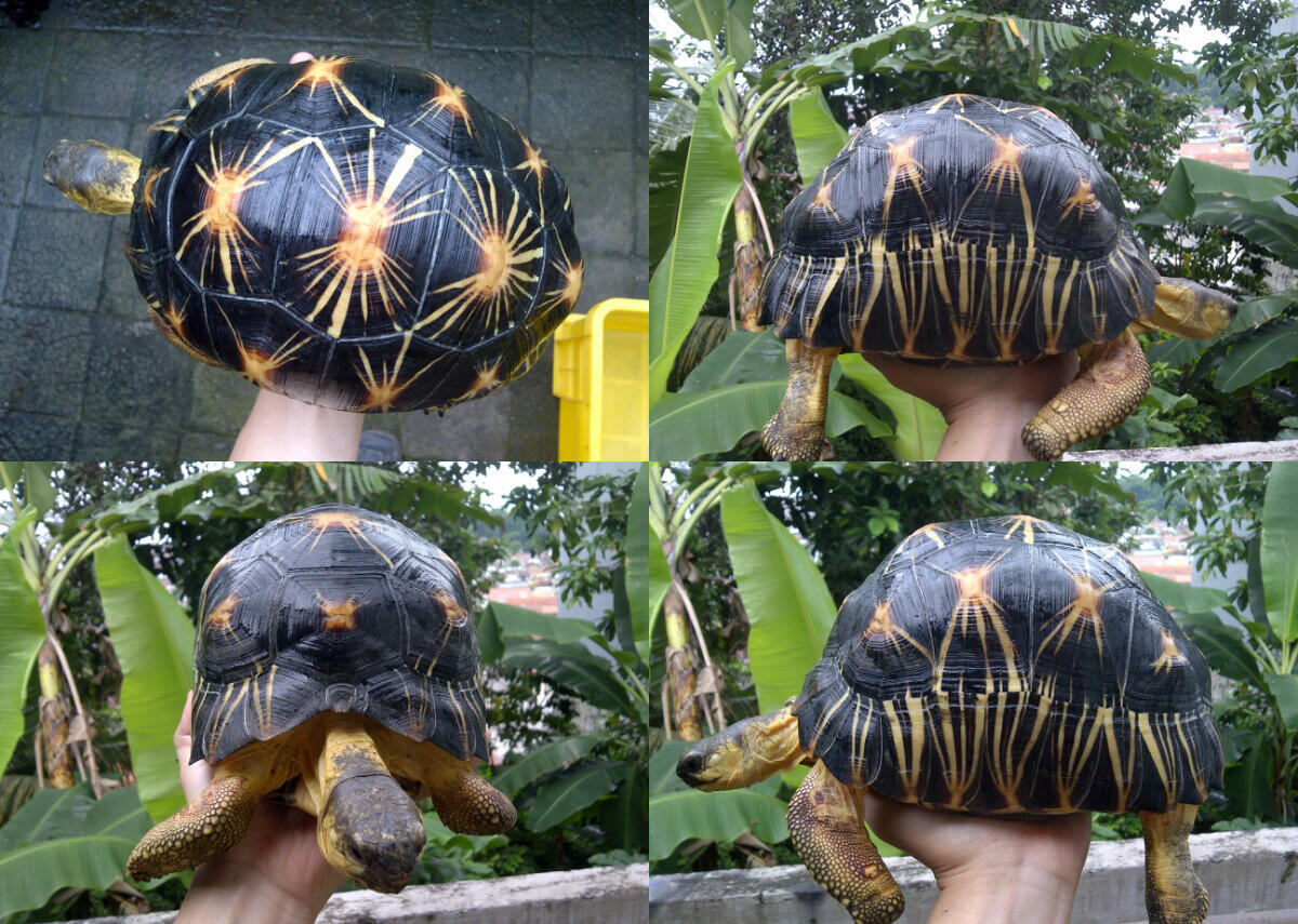 radiata 29cm dan 19cm