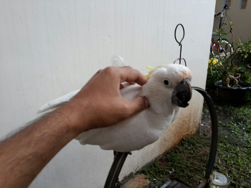 Burung Kakatua Jambul Kuning Medium Betina