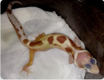 Gecko Macksow tremper het ember unyu