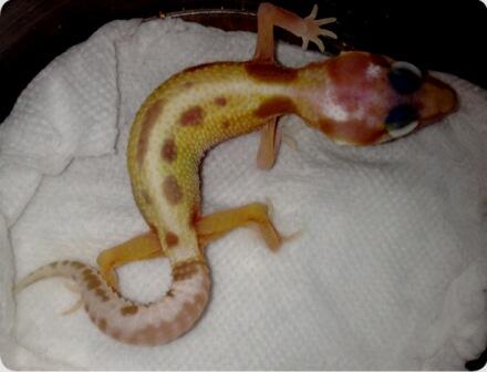Gecko Macksow tremper het ember unyu