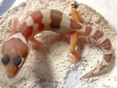 Gecko Macksow tremper het ember unyu