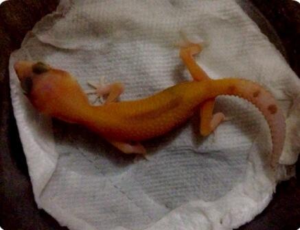 gecko Raptor riverstrip masih kecil