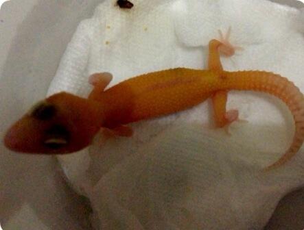 gecko Raptor riverstrip masih kecil
