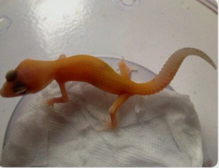gecko Raptor riverstrip masih kecil