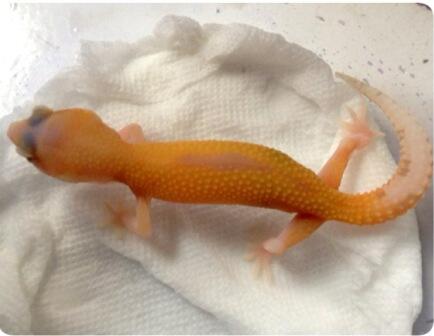 gecko Raptor riverstrip masih kecil