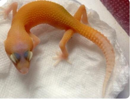 gecko Raptor riverstrip masih kecil