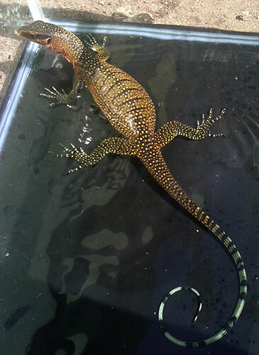 Varanus Jobiensis ajiiib gan