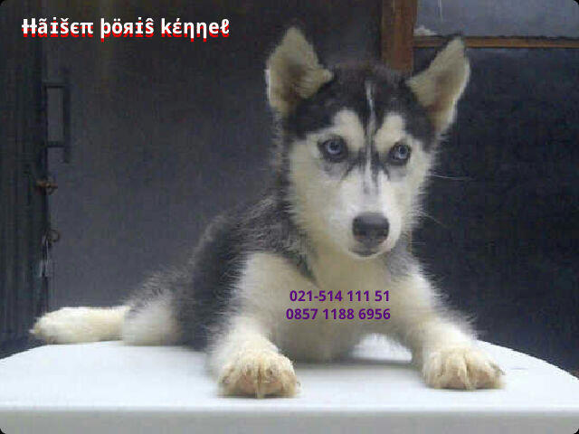 Anakan/Puppies/Puppy Anjing Siberian Husky Good Quality