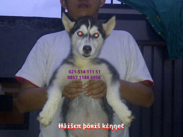 Anakan/Puppies/Puppy Anjing Siberian Husky Good Quality