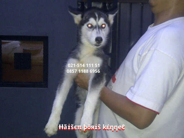 Anakan/Puppies/Puppy Anjing Siberian Husky Good Quality