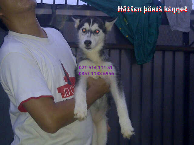 Anakan/Puppies/Puppy Anjing Siberian Husky Good Quality