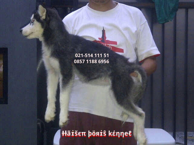 Anakan/Puppies/Puppy Anjing Siberian Husky Good Quality
