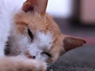 tanda tanda kucing tidak mau makan dan cara mengatasinya :3