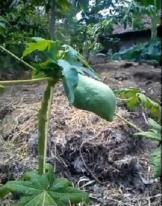 Pohon Pepaya ane aneh gan..
