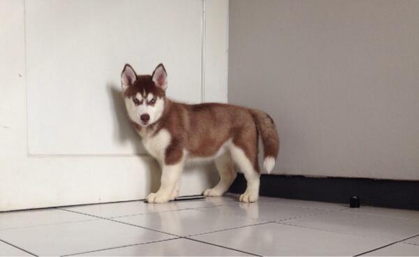Jual Puppies Siberian Husky