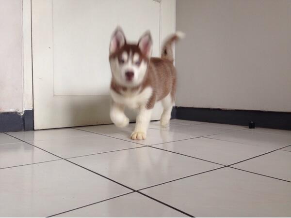 Jual Puppies Siberian Husky