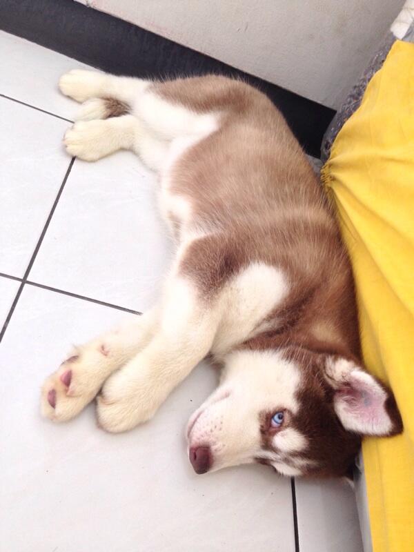 Jual Puppies Siberian Husky
