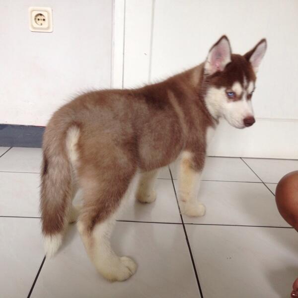 Jual Puppies Siberian Husky