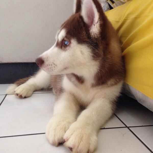 Jual Puppies Siberian Husky