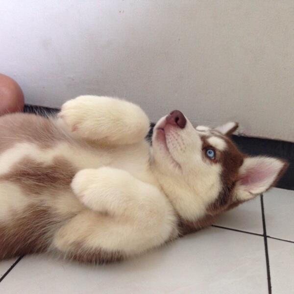 Jual Puppies Siberian Husky