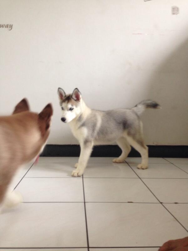 Jual Puppies Siberian Husky