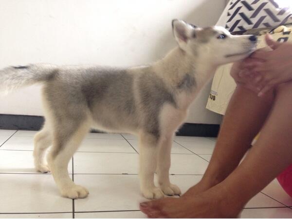 Jual Puppies Siberian Husky