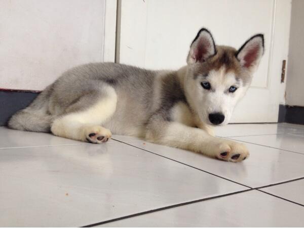 Jual Puppies Siberian Husky