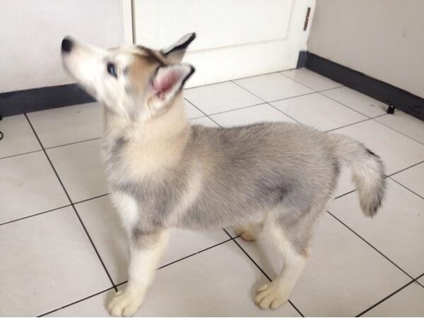 Jual Puppies Siberian Husky