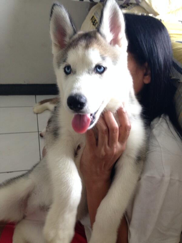 Jual Puppies Siberian Husky