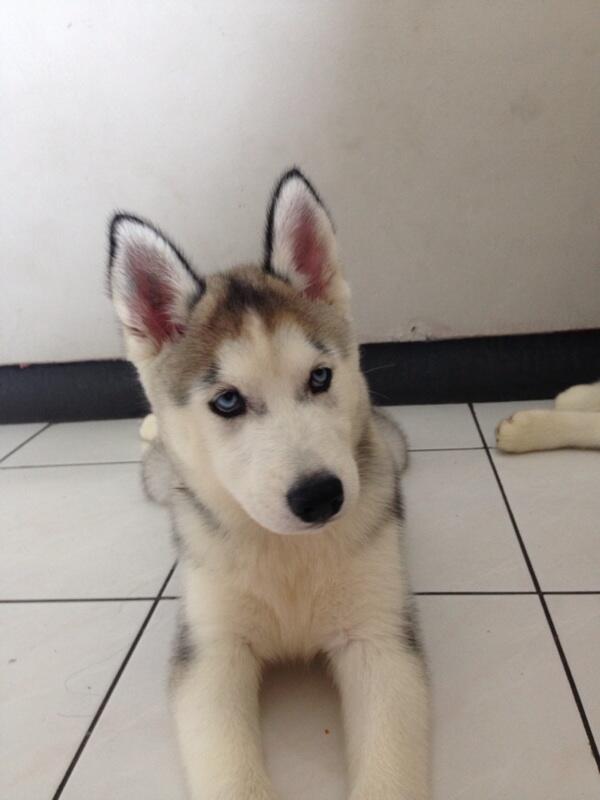 Jual Puppies Siberian Husky